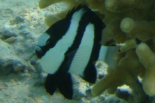 Dascyllus aruanus - Dreibinden-Preußenfisch (Weißschwanz-Preussenfisch)
